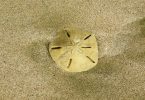 sand dollar bahamas