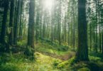 green carbon credits sustainability